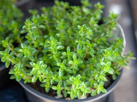 Create a Whimsical Garden with Dwarf Thyme Seeds: The Magic Carpet of Herbs